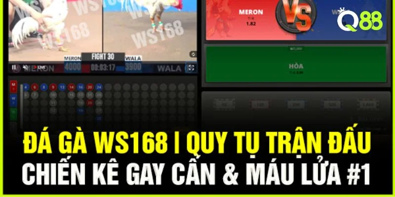 Trường gà WS168 mở ra cơ hội theo dõi gà đá cực thú vị.