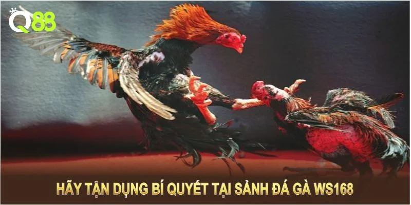 Cược đá gà chọi tại WS168 muốn thắng cần có kinh nghiệm chơi khôn ngoan.