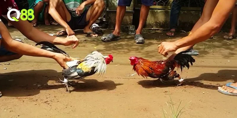 Đá gà tại Q88 là trò giải trí kịch tính an toàn, minh bạch cho mọi người đam mê cá cược.