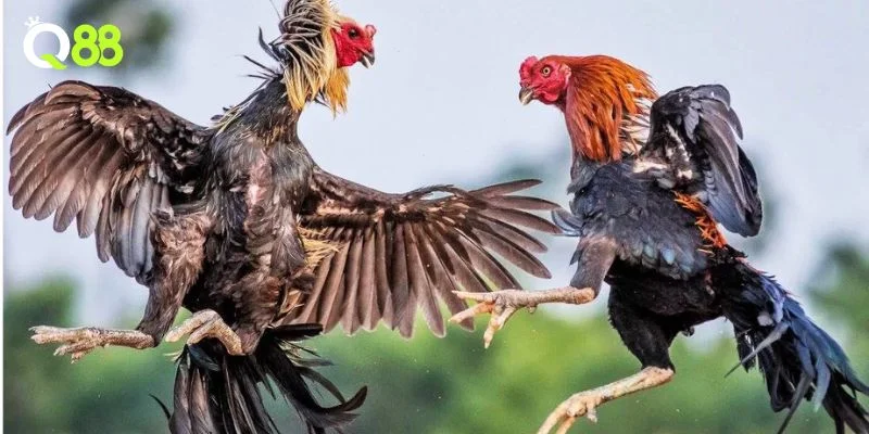 Các hình thức đá gà tại Q88 đa dạng sự lựa chọn.
