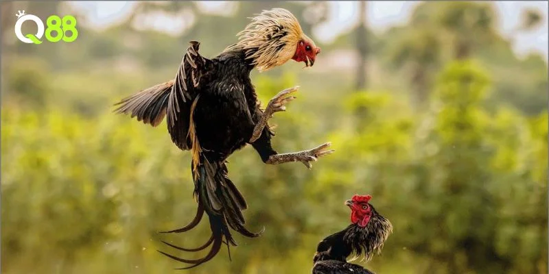 Mẹo chọn gà đá qua xem tướng được nhiều tay chơi áp dụng.