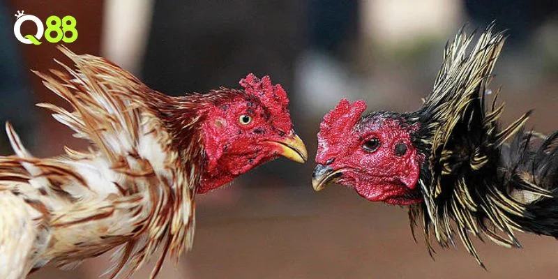 Nhận biết chiến kê giỏi qua hình dáng đuôi là cách khá hay để chọn gà chọi tiềm năng.