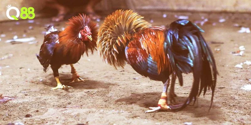 Mẹo Đá Gà Cựa Sắt Giúp Bet Thủ Bắt Trọn Kèo Chơi Tại Q88